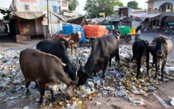 Indian cows produce toxic milk