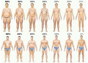 Body Fat Percentage Calculator