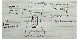 bone anatomy diagram