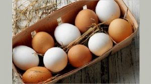 brown vs white eggs